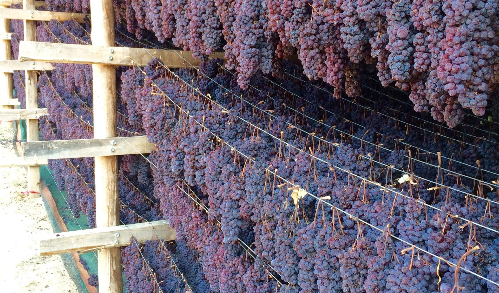 Grapes at Nemea, Tourism - Itineraries - Greek wine