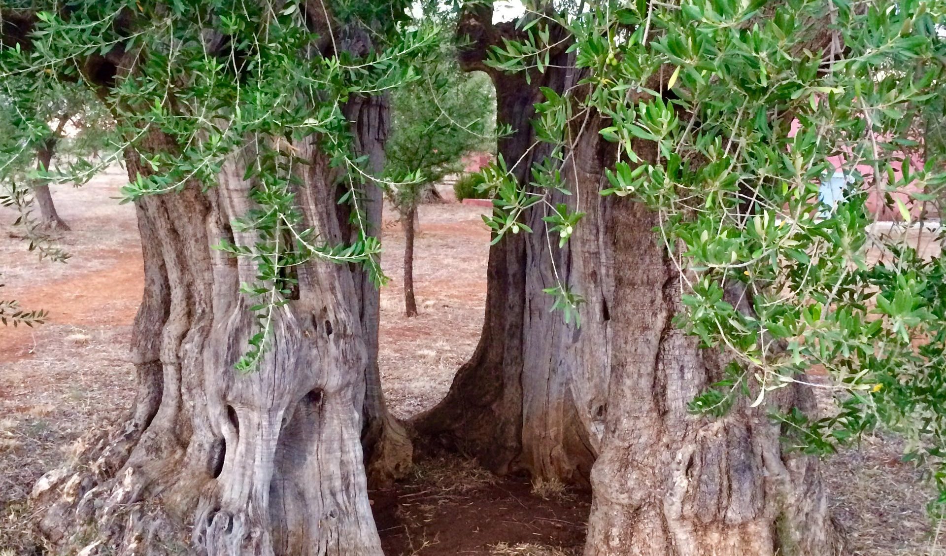 Nemea trip images, Tourism - Itineraries - Margo Wine Routes